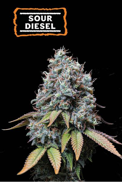 Sour Diesel (Seedstockers)