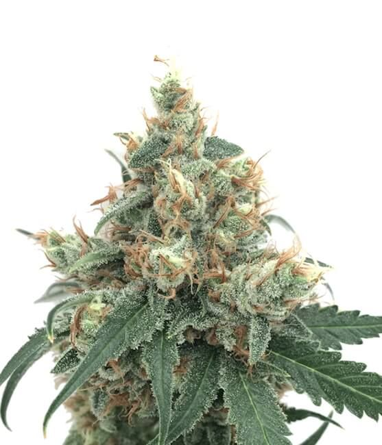 Sour Stomper Auto