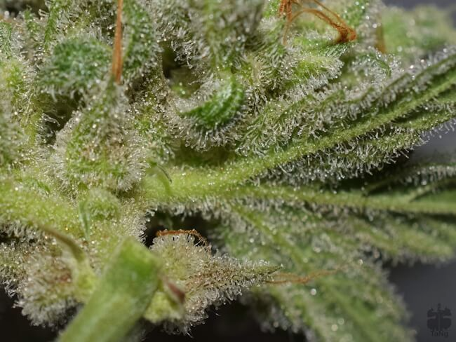 Sour Stomper Auto