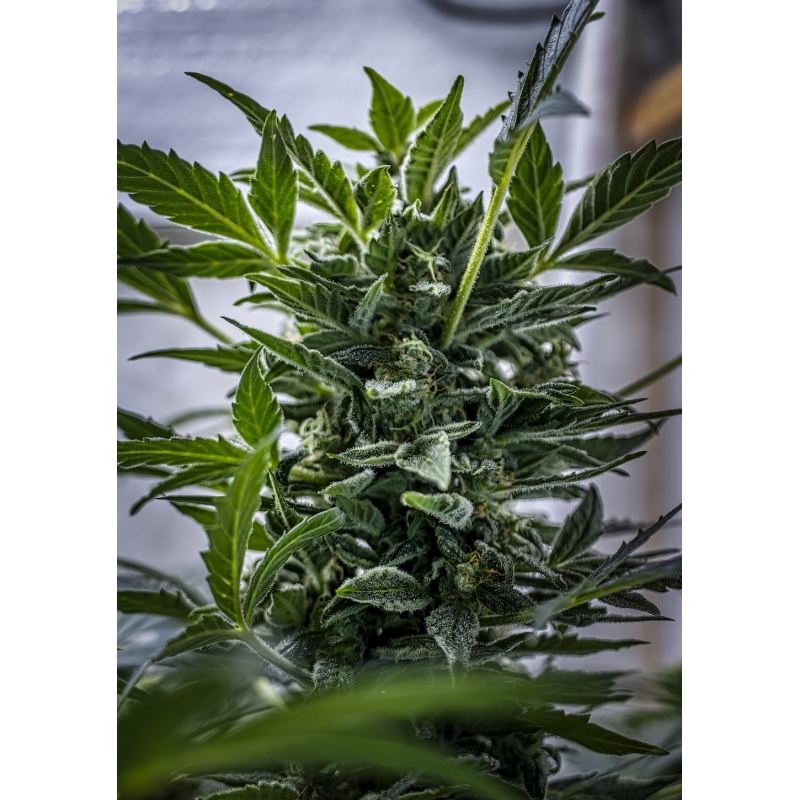 Auto AK Triple Haze