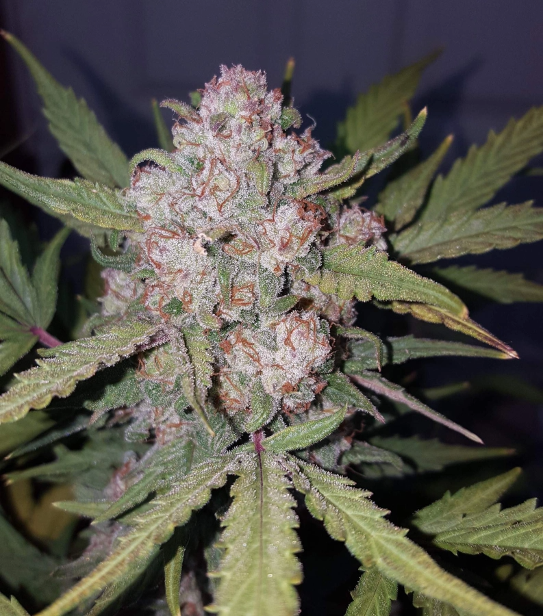 Stardawg Auto