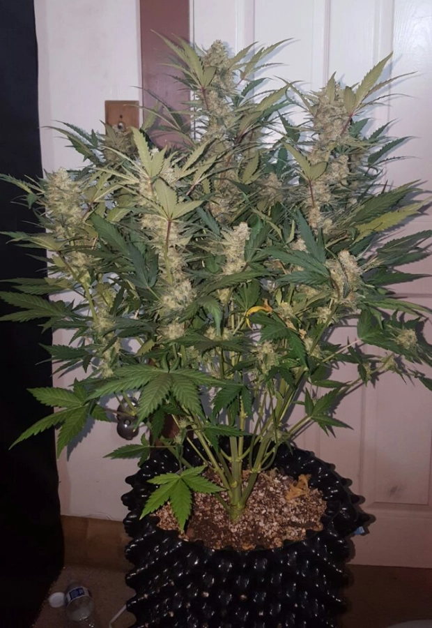 Stardawg Auto