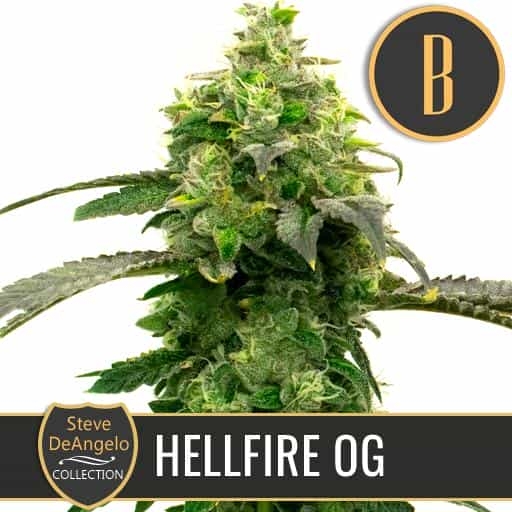 Steves Hellfire OG