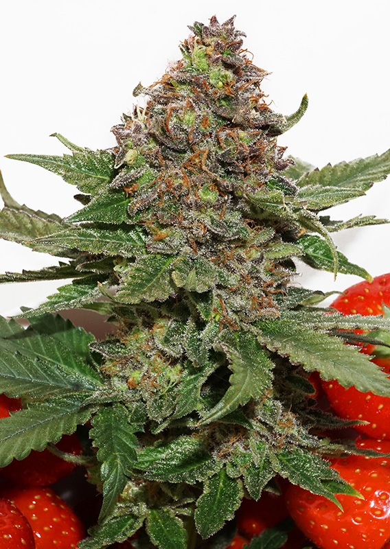 Strawberry Cough