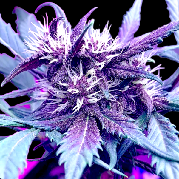 Strawberry Milkshake Auto