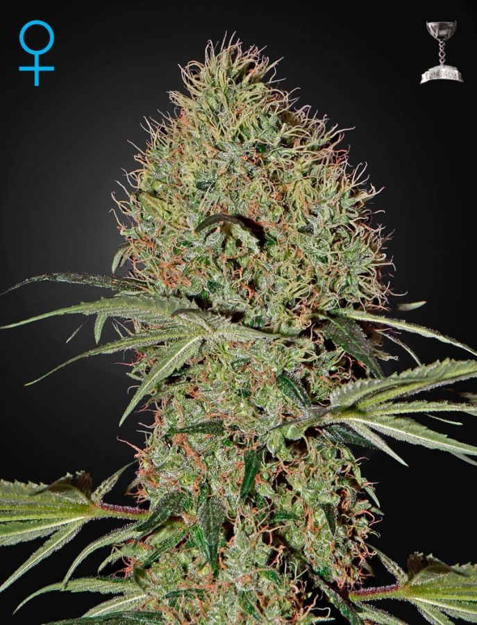 Super Bud Auto