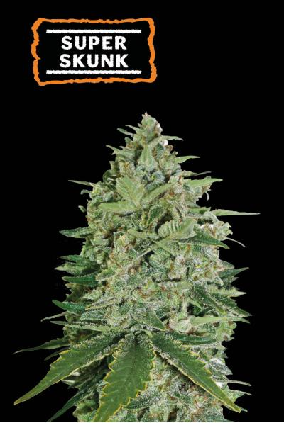 Super Skunk Auto (Seedstockers)