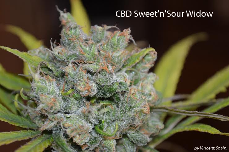 Sweet and Sour Widow regular