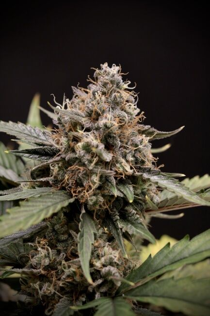 Sweet N Sour Auto