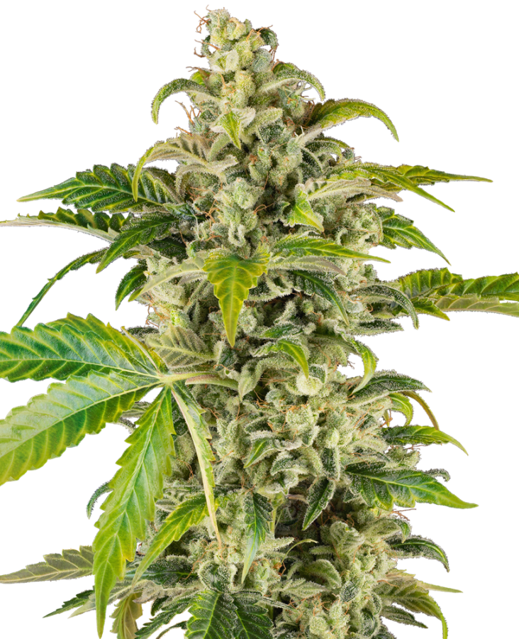 Sweet & Sour Cream Auto