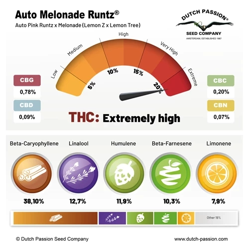 Melonade Runtz Auto