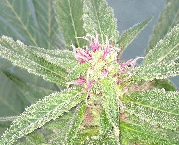 U-Pink Kush