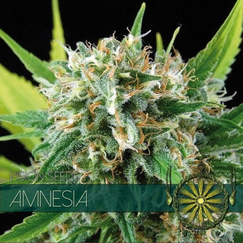 Amnesia (Vision Seeds)