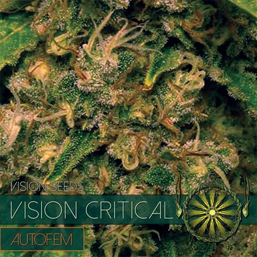 Vision Critical Auto