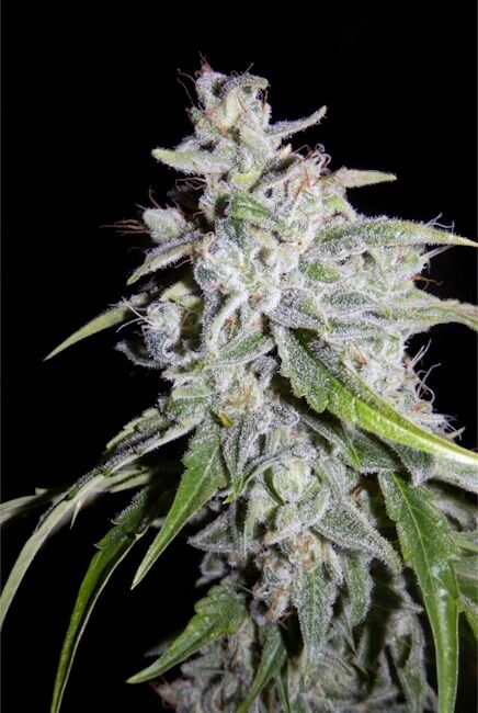 Walter White Auto