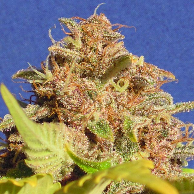 Wedding Cake Auto (OSS)