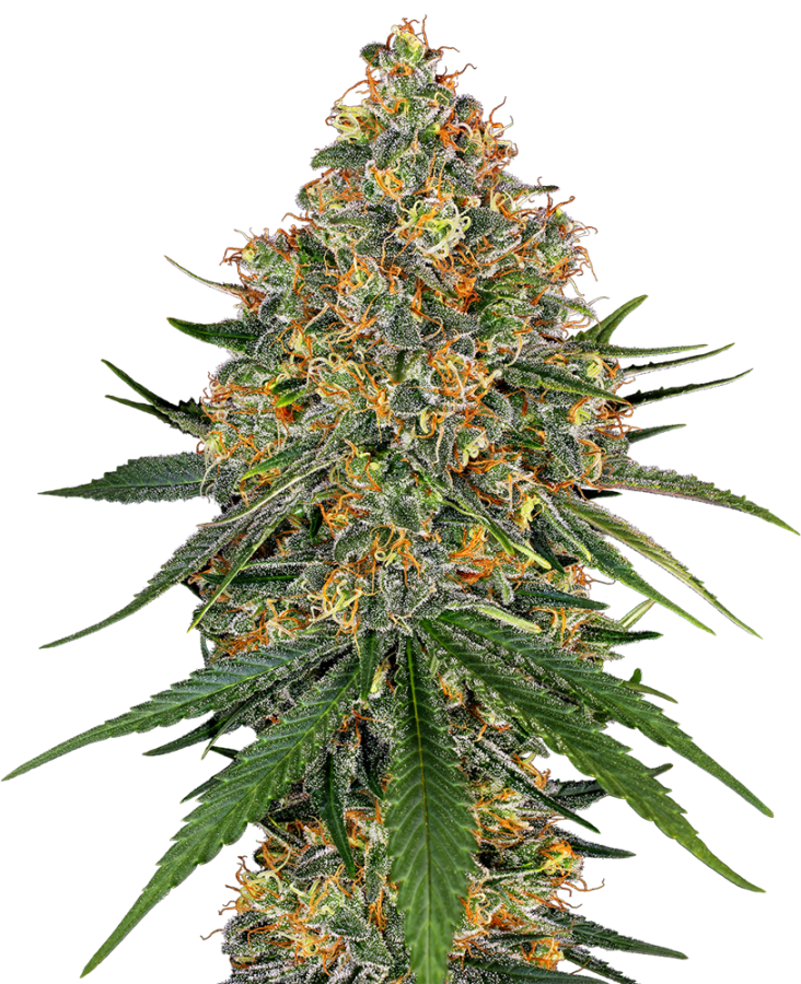 White Cheese (White Label Seeds)