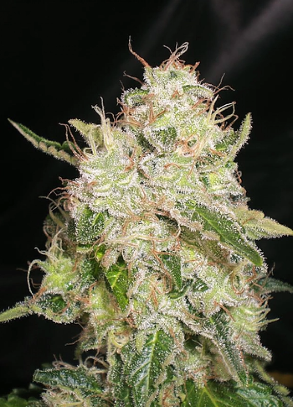 White Chronic