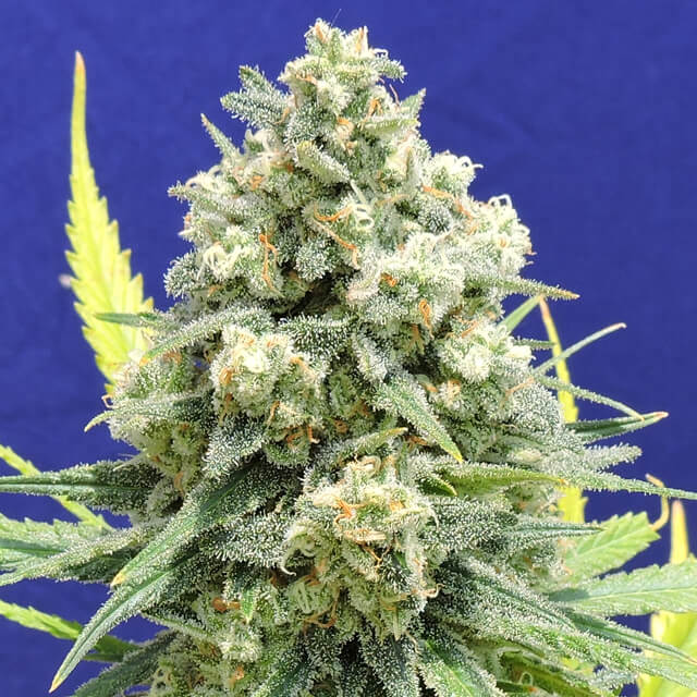 White Critical (OSS)