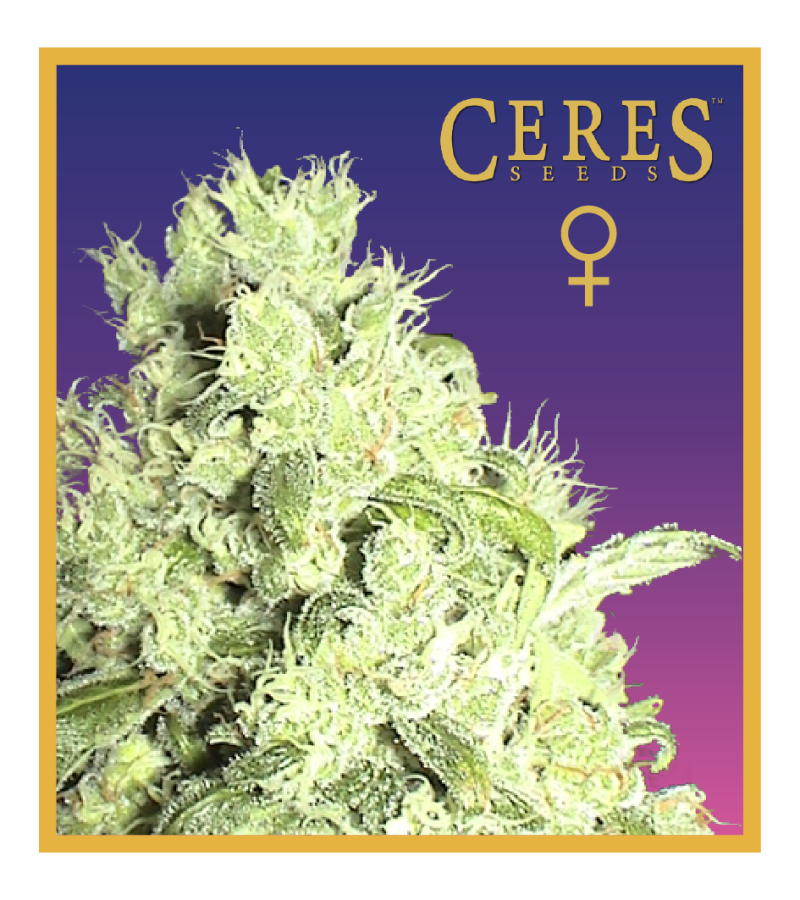 White Widow - Ceres Seeds | Cannoptikum