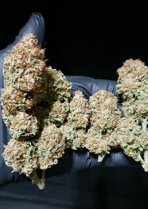 White Widow (Dutch Passion)