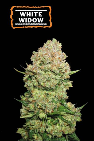 White Widow (Seedstockers)