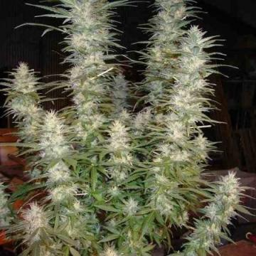 White Widow (Phoenix)