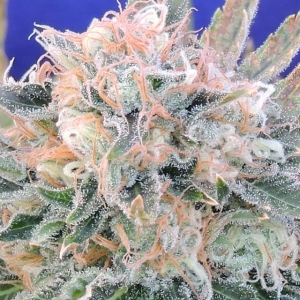 Original Sensible Seeds Auto Blueberry Ghost OG Art.-Nr. OrigSe-96175