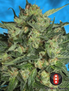 Serious Seeds White Russian #1 Art.-Nr. SeriSe-96595