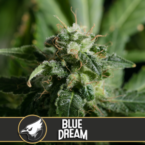 BlimBurn Blue Dream (BlimBurn) Art.-Nr. BlimB-95715