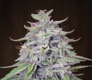 Ace Seeds Bangui Haze Art.-Nr. Ace-94757