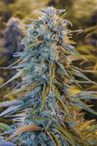 Humboldt Seed Organization Blue Dream (HSO) Art.-Nr. Humbso-95005