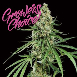 Growers Choice Critical + Art.-Nr. GrowCh-97226