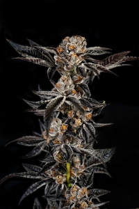 Elev8 seeds Gelato #33 (Elev8) Art.-Nr. Elevse-95902