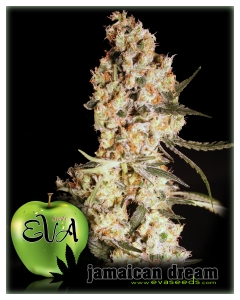 Eva Seeds Jamaican Dream Art.-Nr. EvaSe-94636