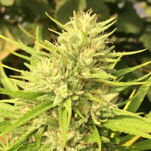 Ace Seeds Malawi x Panama regular Art.-Nr. Ace-94804