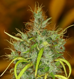 Ace Seeds Panama Haze Art.-Nr. Ace-94776