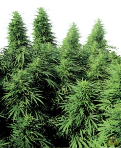 Sensi Seeds Ruderalis Skunk regular Art.-Nr. SensSe-4000