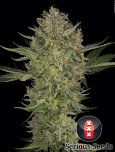 Serious Seeds Serious Kush Art.-Nr. SeriSe-96599