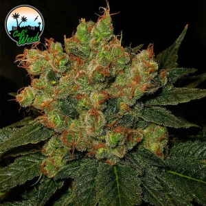 Cali Weed Strawberry Gelato Art.-Nr. CaliWe-95636