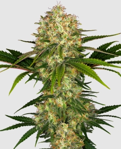 Sensi Seeds Afghani #1 Art.-Nr. SensSe-97499