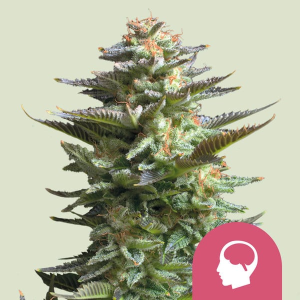 Royal Queen Seeds/RQS Amnesia Haze (RQS) Art.-Nr. RoyaQu-96248