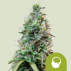 Royal Queen Seeds/RQS Amnesia Haze Automatic Art.-Nr. RoyaQu-96320