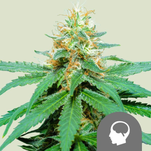 Royal Queen Seeds/RQS Amnesia Haze regulär Art.-Nr. RoyaQu-97644