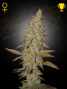 Green House Seed Arjan's Ultra Haze #1 Art.-Nr. GreeHo-94874