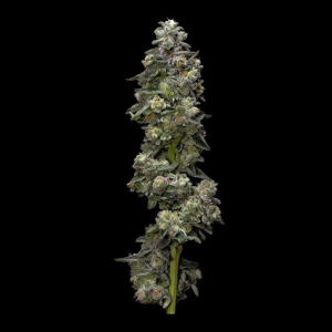 DNA Genetics Auto Bakers Delight Art.-Nr. DNA-98637