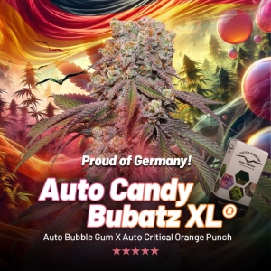 Dutch Passion Auto Candy Bubatz XL Art.-Nr. DutcPa-99466