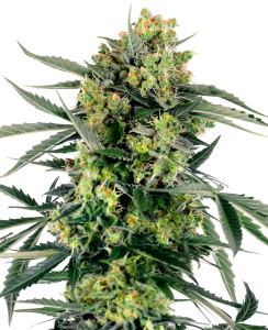 Sensi Seeds Blueberry Zkittlez Auto Art.-Nr. SensSe-98221