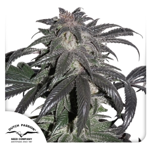 Dutch Passion Bubba Island Kush Art.-Nr. DutcPa-94538