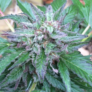 Ace Seeds Early Bubba regular Art.-Nr. Ace-98552